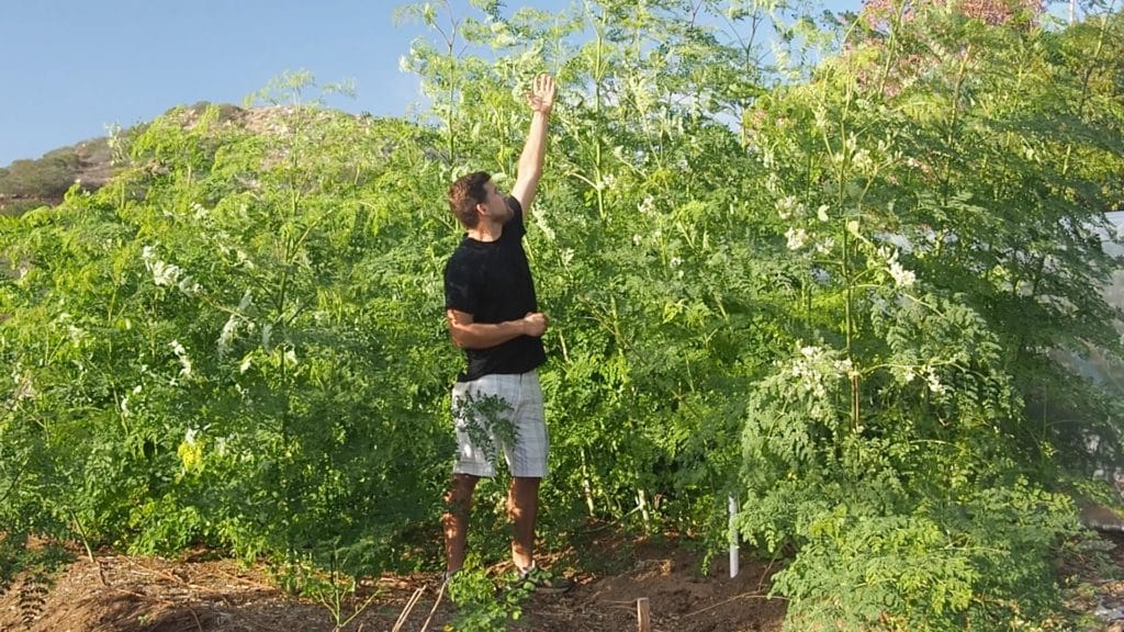 Moringa Leaf Production