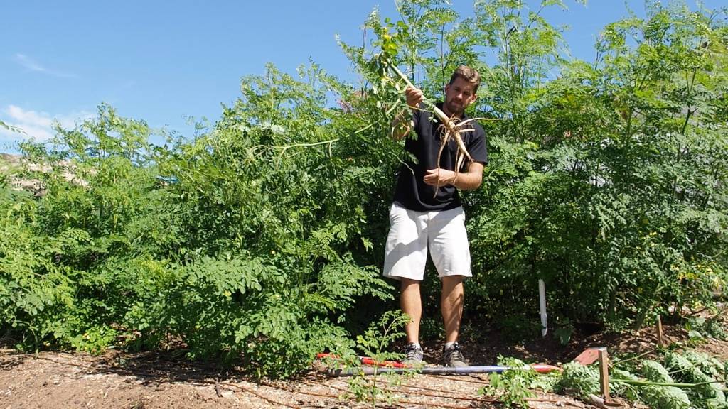 Moringa Roots Are Amazing! Harvest and Replant Moringa