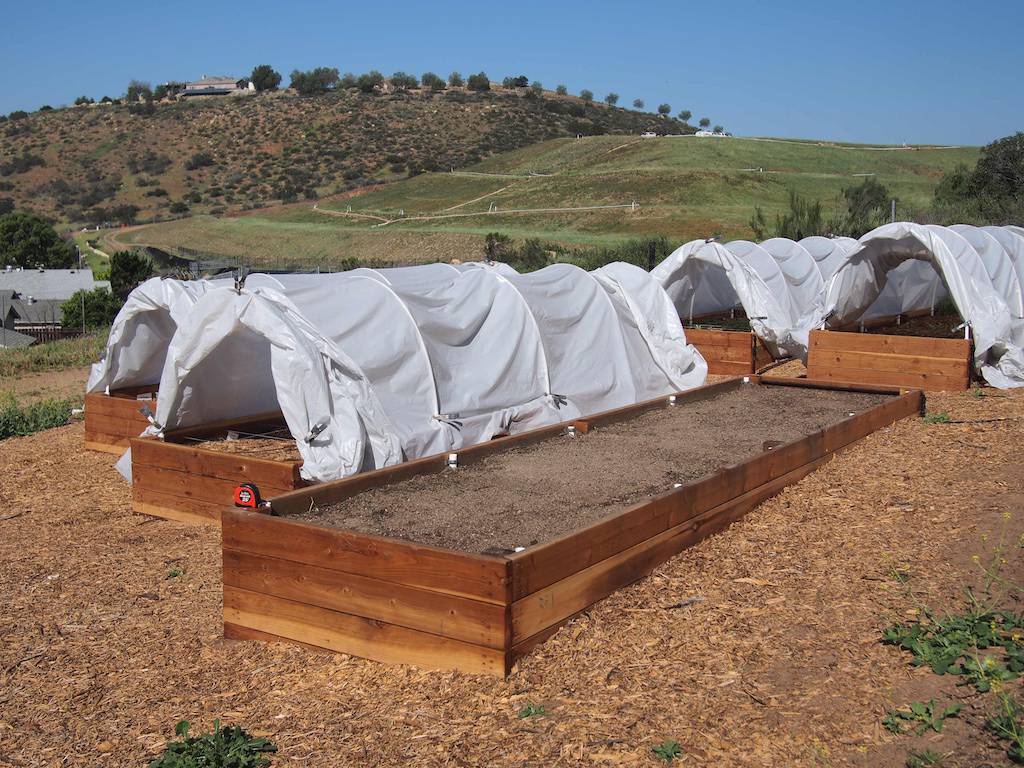 Bed for Intensive Moringa Planting