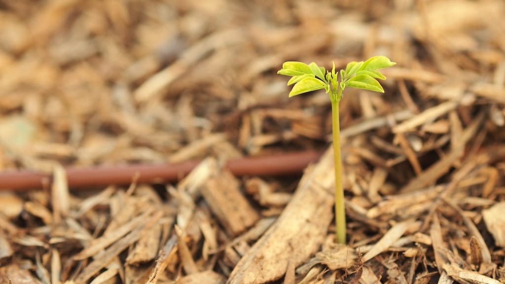 Learn to Grow Moringa