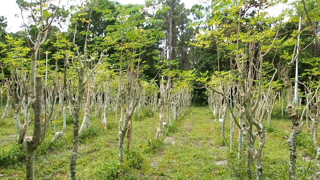 Moringa Grown for Leaf Production