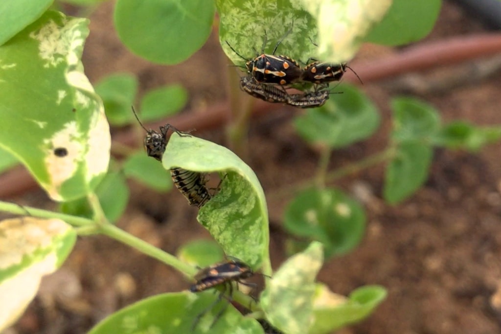 Bagrada bug eating Moringa