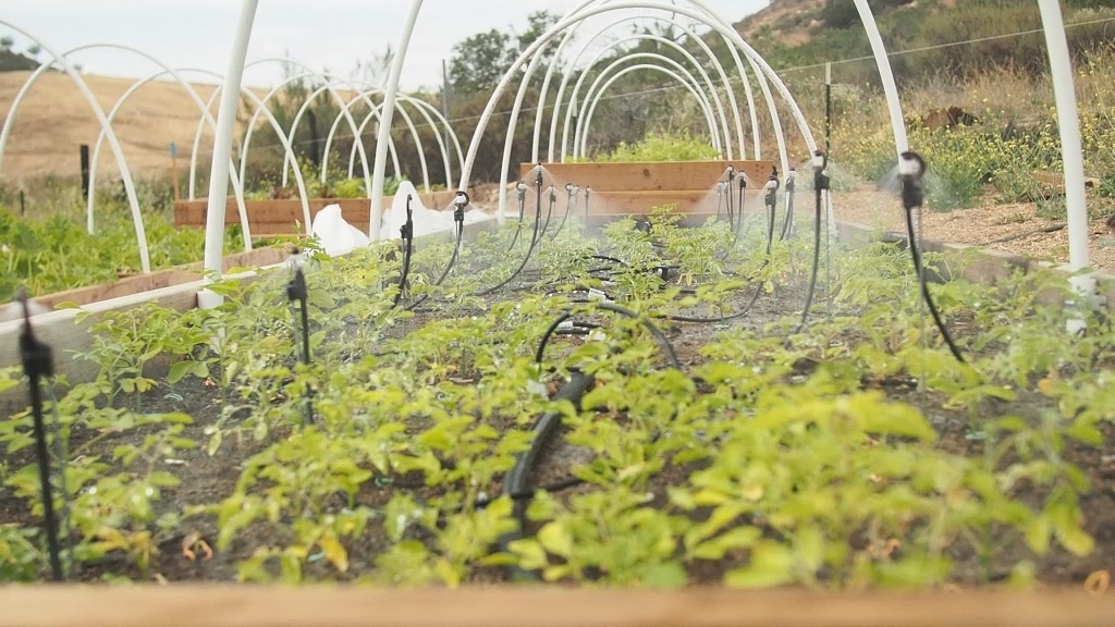 Intensive Moringa Cultivation