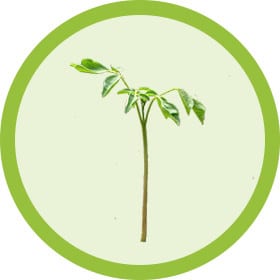 Grow Moringa From Seedling