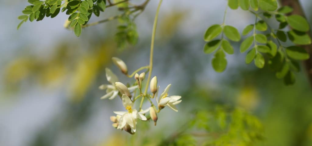 Moringa Benefits