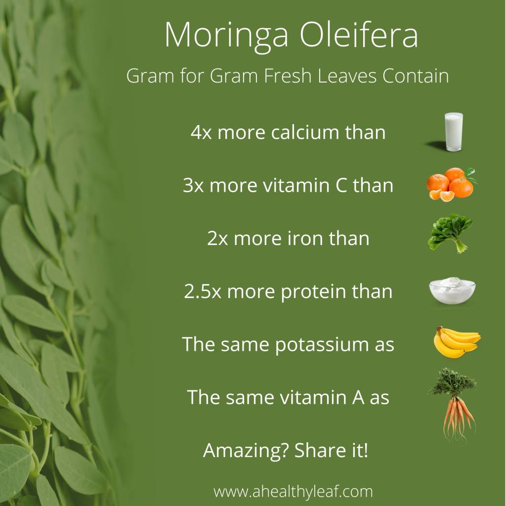 Fresh Moringa Leaves