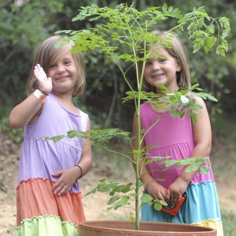 Moringa Tree For Sale! - Image 6
