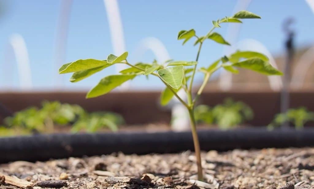 Intensive Moringa Planting