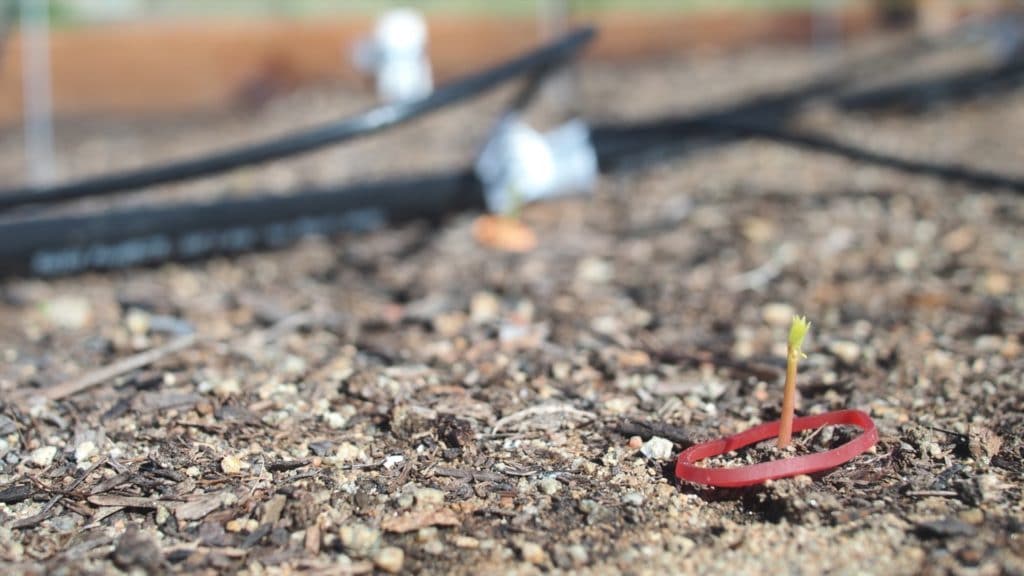 Intensive Moringa Planting