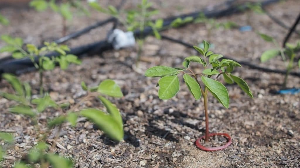 Intensive Moringa Planting