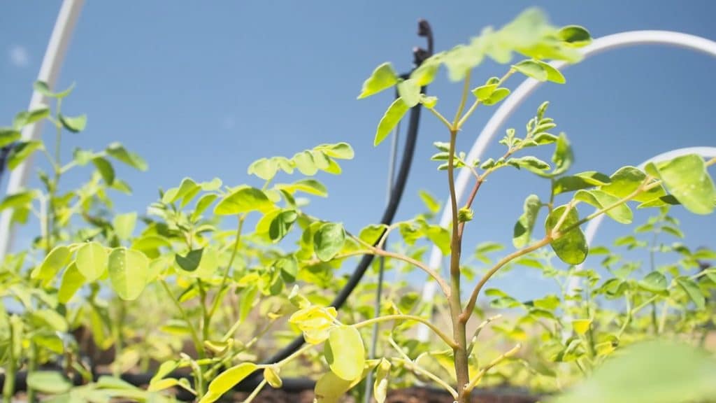 Intensive Moringa Planting