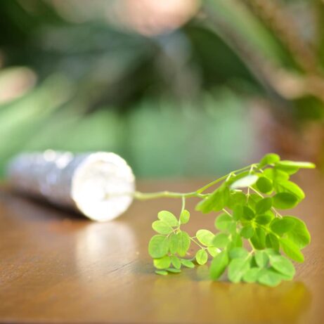 Moringa Tree for Sale