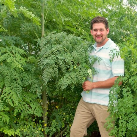 Harvesting Fresh Moringa Leaves