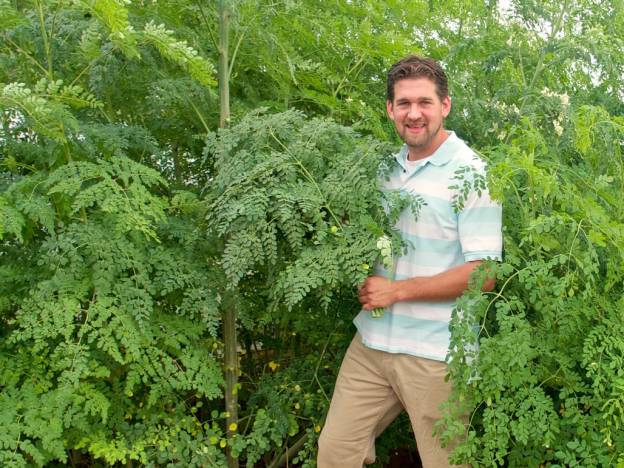 Harvesting Fresh Moringa Leaves