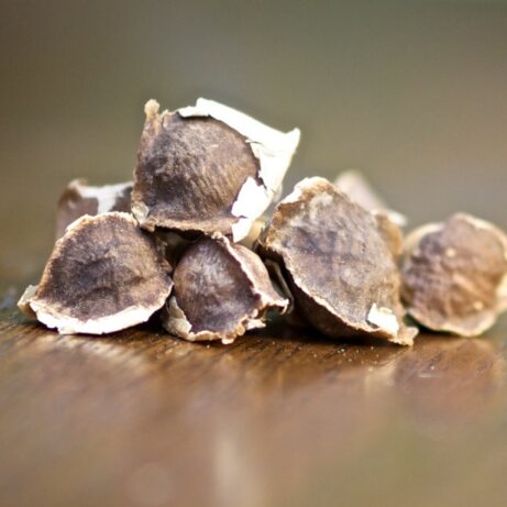 Moringa Oleifera PKM1 Seeds
