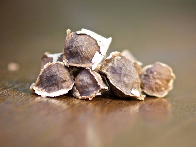 Moringa Seed Kit - Image 2