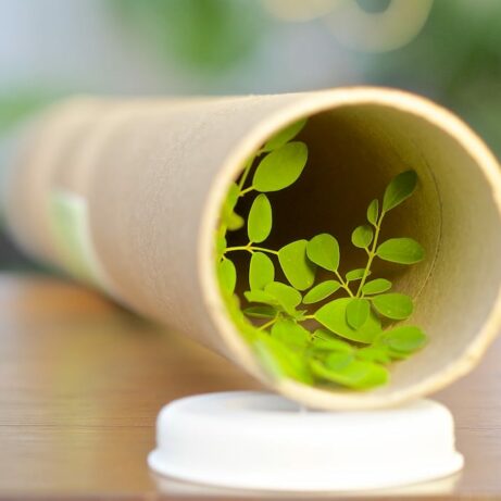 Moringa Oleifera Seedling in Shipping Tube