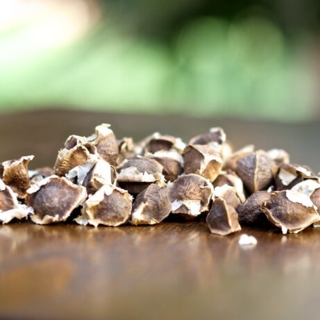 Moringa Oleifera Seeds