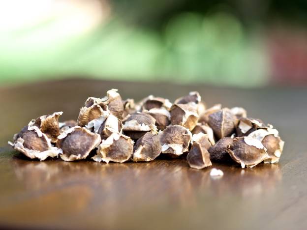 Organic Moringa Seeds: PKM-1 Moringa Oleifera Seeds - Image 3