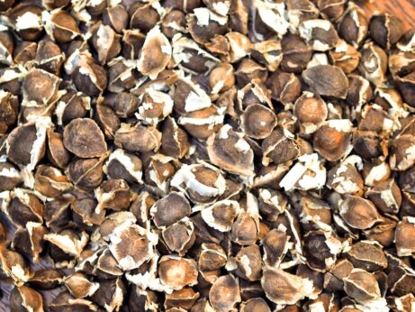 Organic Moringa Seeds: PKM-1 Moringa Oleifera Seeds - Image 4