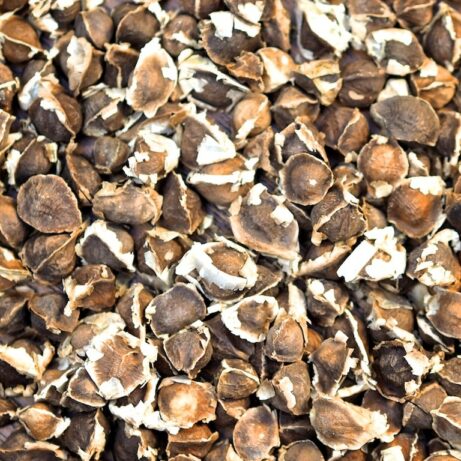 Wholesale Moringa Oleifera Seeds