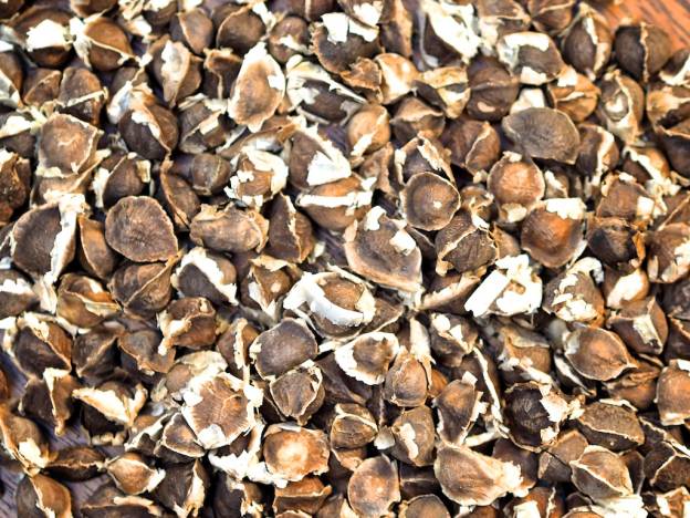 Organic Moringa Seeds: PKM-1 Moringa Oleifera Seeds - Image 4
