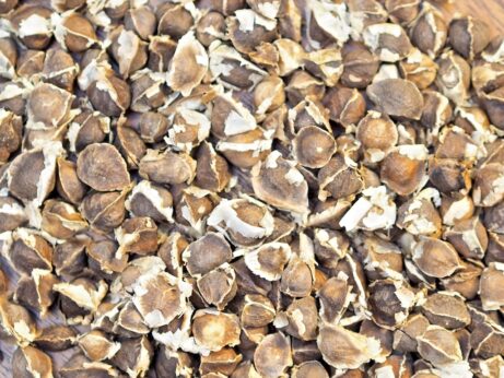 Organic Moringa Oleifera Seeds - Image 3