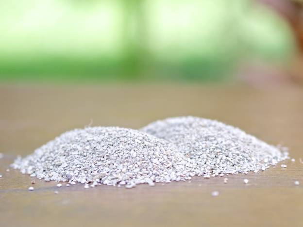 Moringa Seed Kit - Image 3