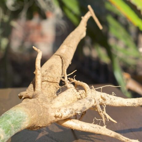 Moringa Oleifera Root Stock