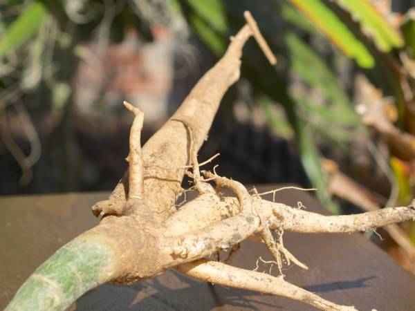 Moringa Oleifera Root Stock