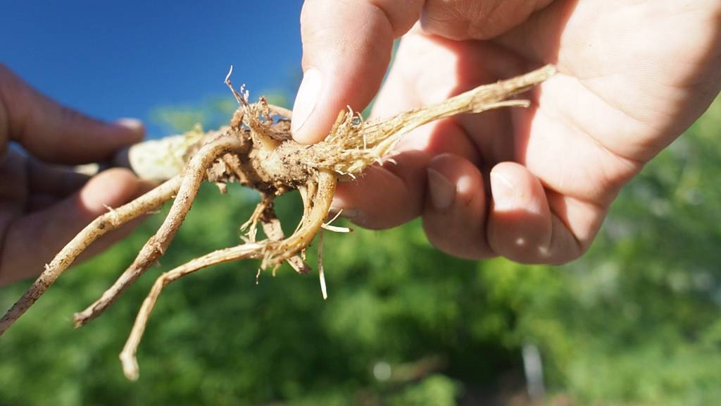 Moringa Root Rot