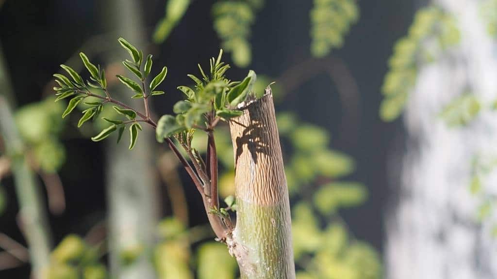 Root from Moringa Oleifera tree 3 months after planting