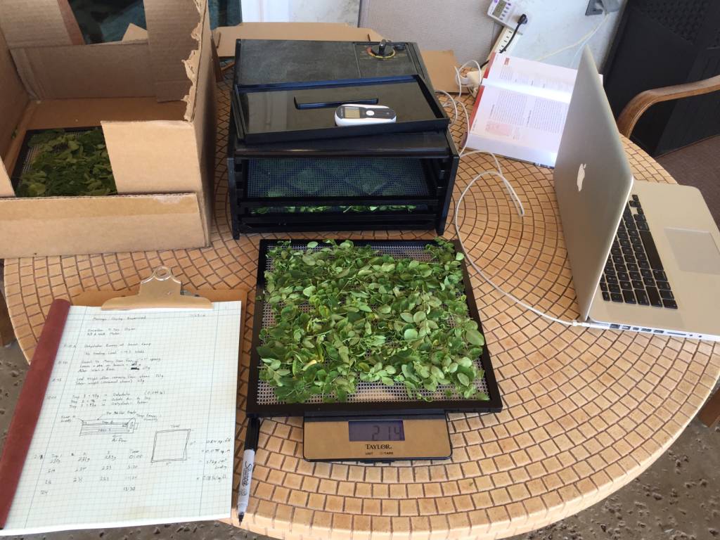 August Moringa Leaf Drying Test
