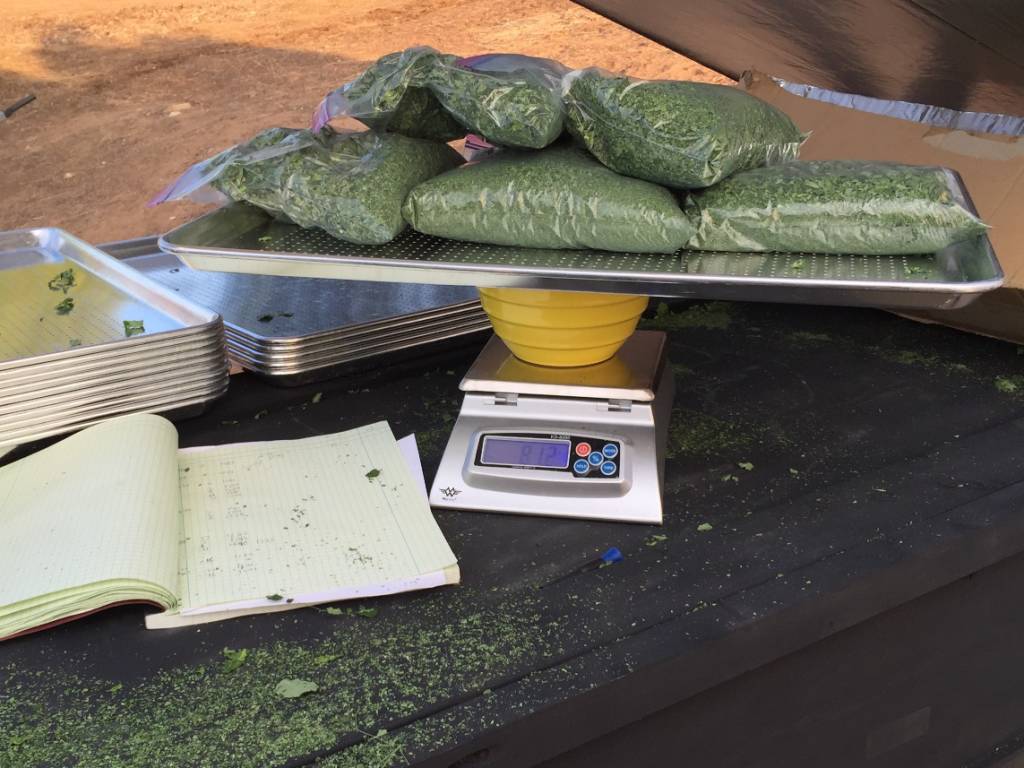 Drying Fresh Moringa Leaves in Solar Dryer