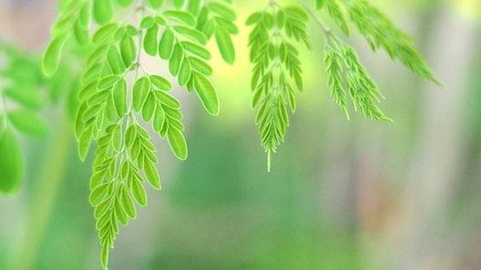 Moringa Oleifera: Superfood of Super Hype