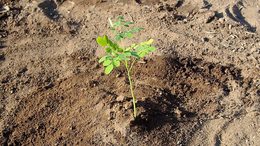 Planting Moringa Trees