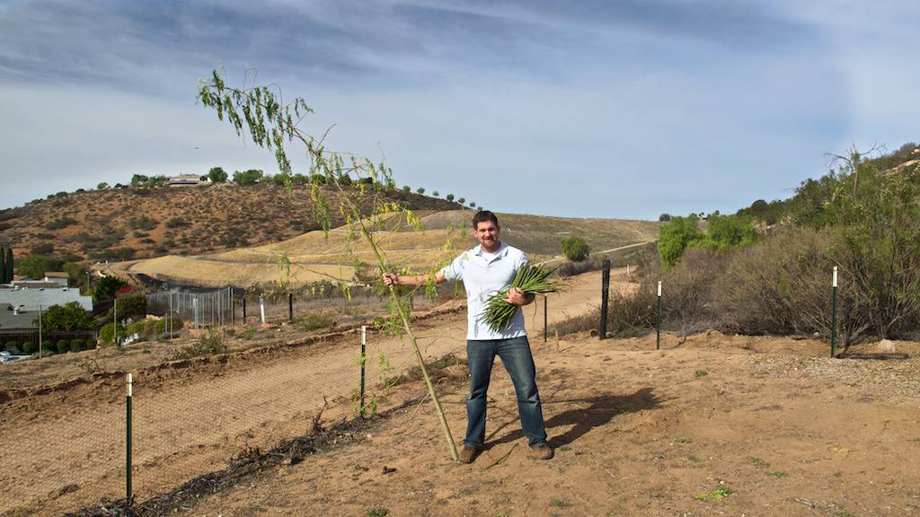 Moringa Seed Pods (Drumsticks)