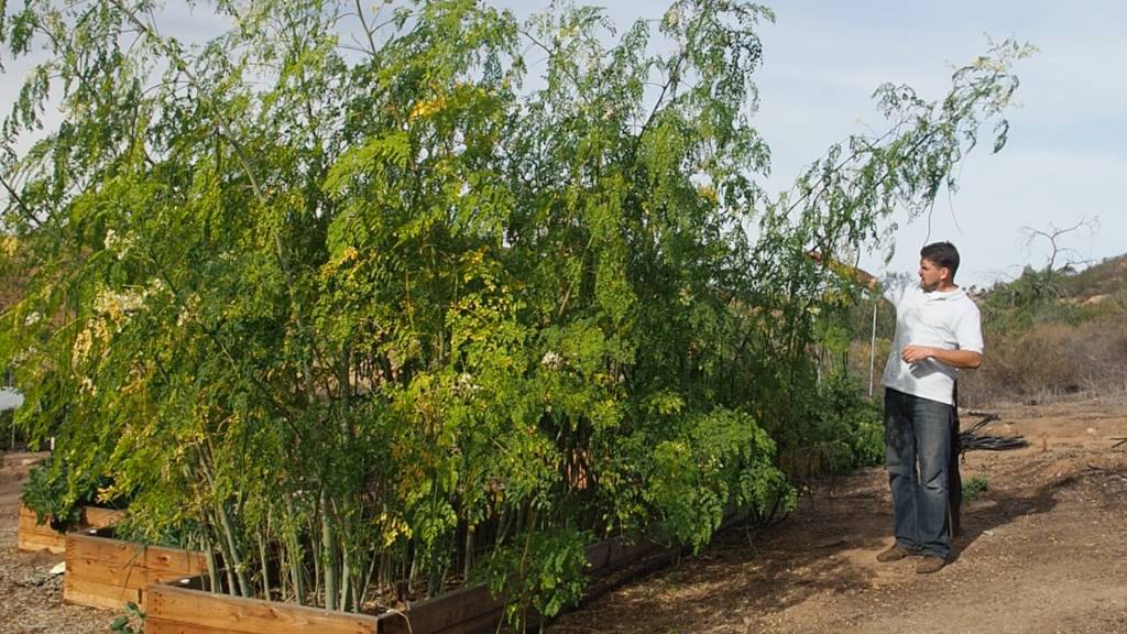 Intensive Moringa Cultivation - 8.5 Month Update