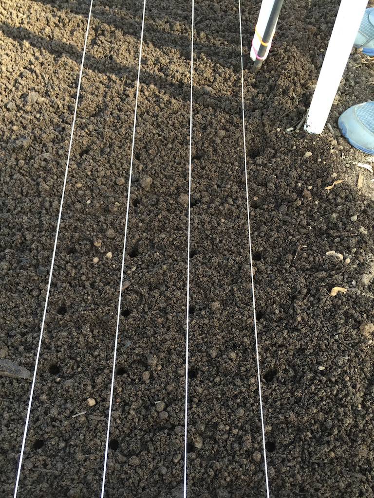 Planting Moringa Seeds