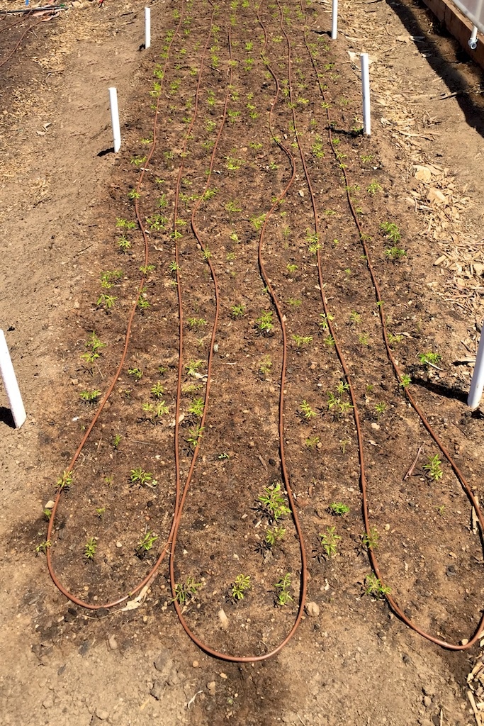 Moringa Seedlings Emerged