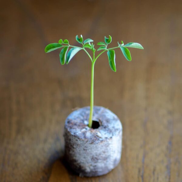 Moringa Plant