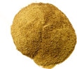 Moringa CP #9