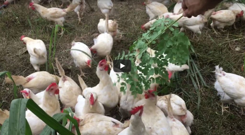 Chickens Eating Moringa Leaves