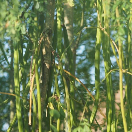 Drumstick Vegetable: Moringa Pods