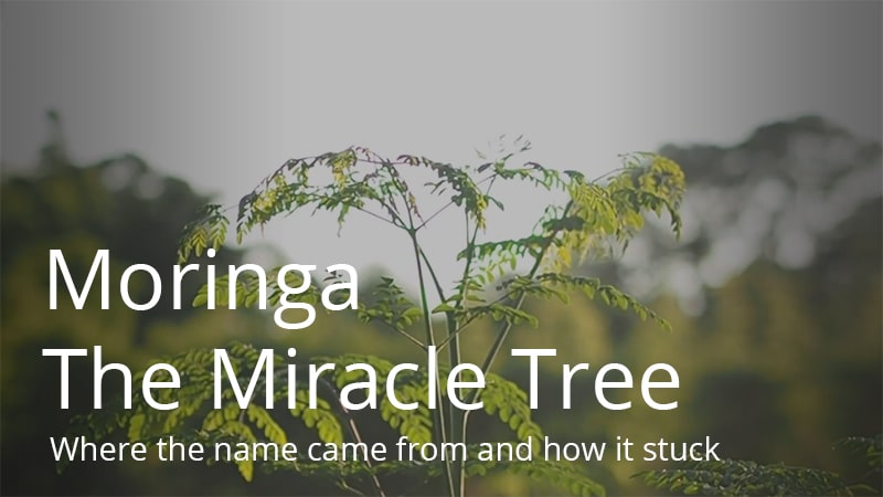 The Miracle Tree - Moringa