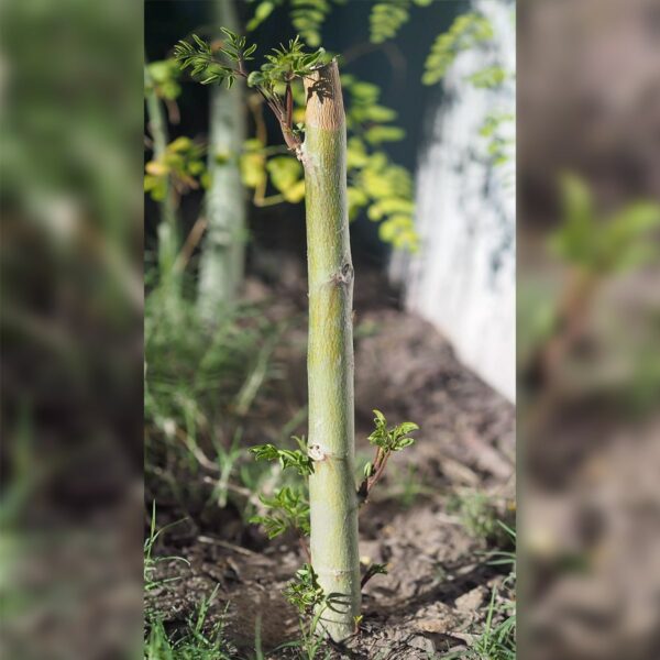 Moringa Tree Rootstock