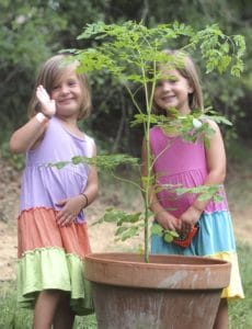 Grow your own Moringa