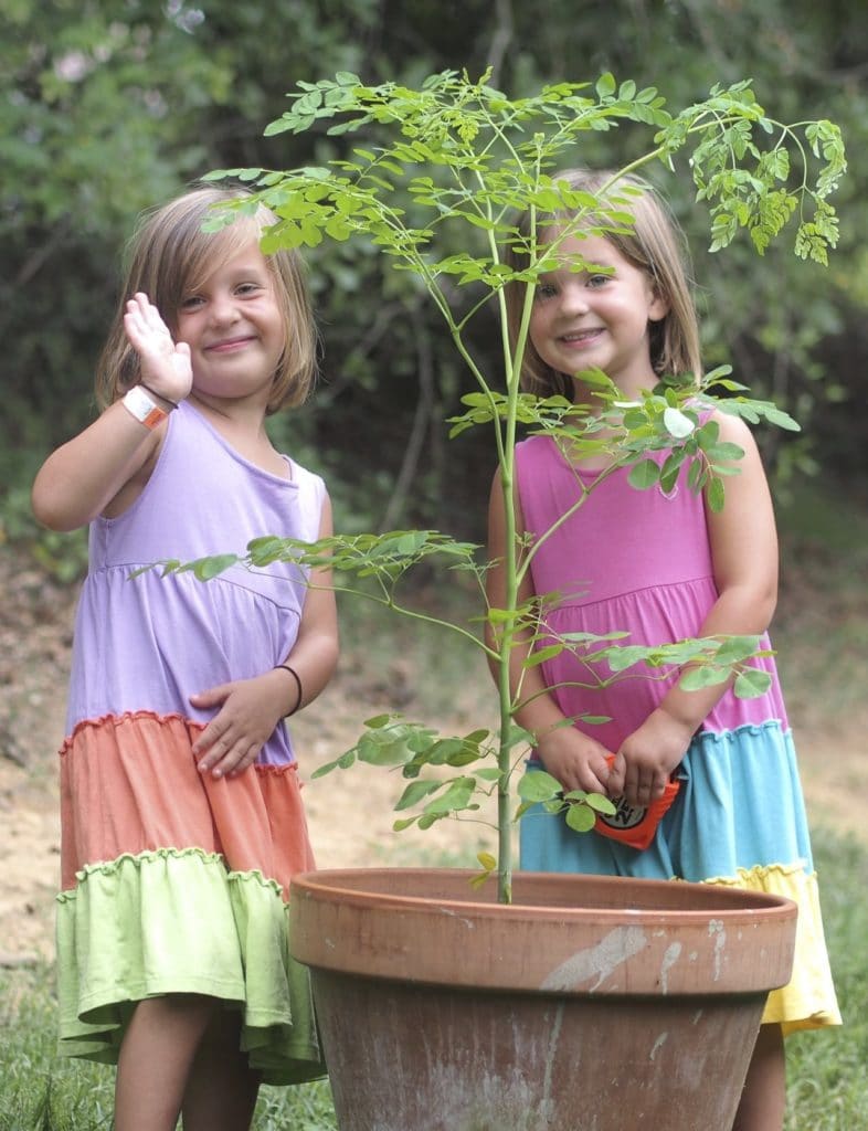 Grow your own Moringa