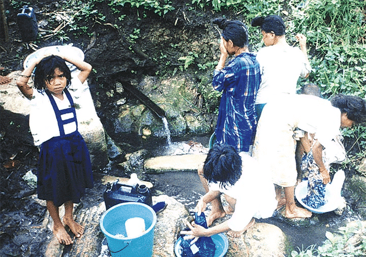 Moringa for emergency water treatment